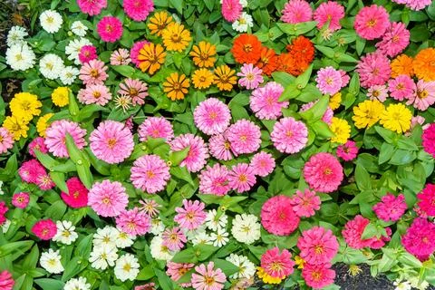 Zinnia elegans Foto stock