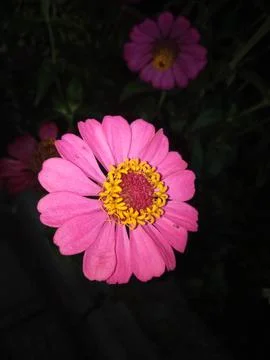 Zinnia elegans Stock Photos