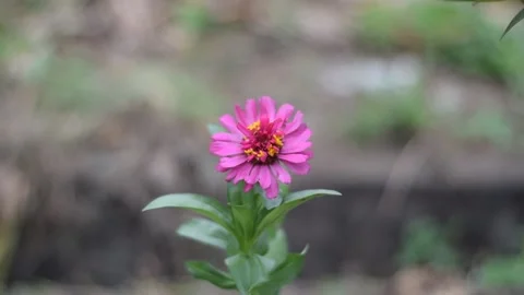 Zinnia elegans, Pink Stock Footage 237155689