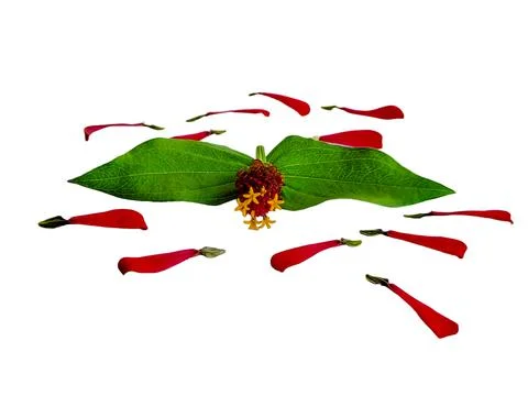 Zinnia elegans profusion red beautiful isolated white Stock Photos