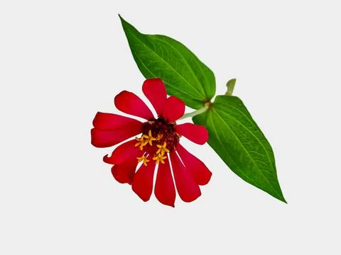 Zinnia elegans profusion red beautiful isolated white Stock Photos