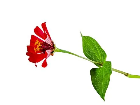 Zinnia elegans profusion red beautiful isolated white Stock Photos