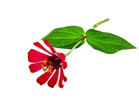 Zinnia elegans profusion red beautiful isolated white Stock Photos