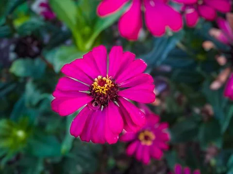 Zinnia elegans profusion red macro shot in the morning Stock Photos