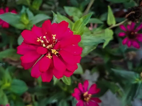 Zinnia elegans profusion red macro shot in the morning Stock Photos
