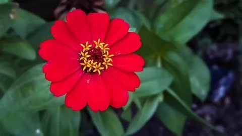 Zinnia elegans profusion red Stock Photos