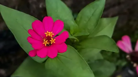 Zinnia elegans profusion red Stock Photos