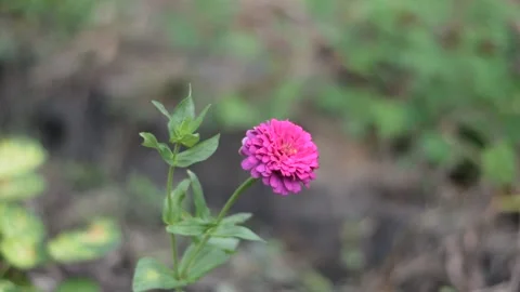 Zinnia elegans, Side View Stock Footage 237155715