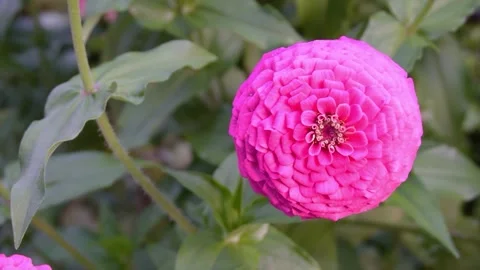 Zinnia Elegans in slow motion Stock Footage 208861866