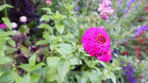 Zinnia Elegans in UHD quality Stock Footage 208862256