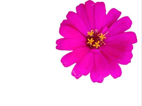 Zinnia elegans white background Stock Photos