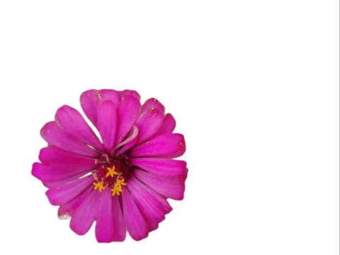 Zinnia elegans on white background. Stock Photos