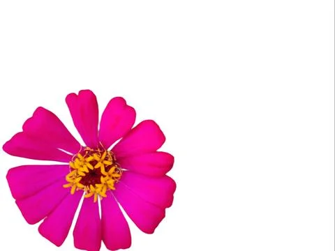 Zinnia elegans on white background. Stock Photos