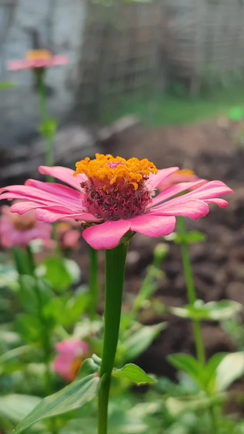 Zinnia Flower Bloom Close Up Stock Footage 331968811