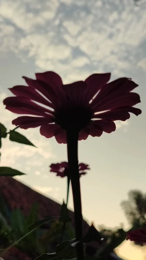 Zinnia Flower Bloom Close Up Stock Footage 331968815