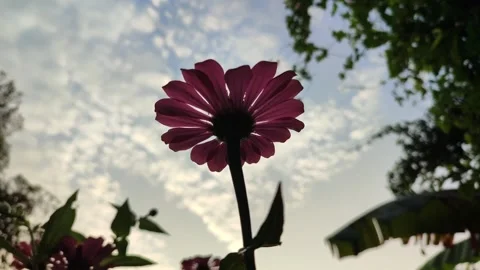 Zinnia Flower Bloom Close Up Stock Footage 331968816
