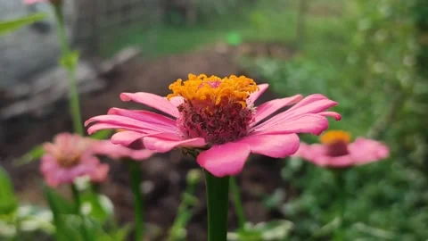 Zinnia Flower Bloom Close Up Stock Footage 331968818
