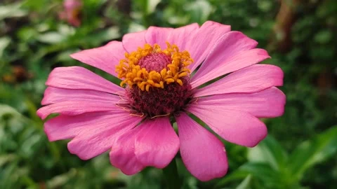 Zinnia Flower Bloom Close Up Stock Footage 331968851