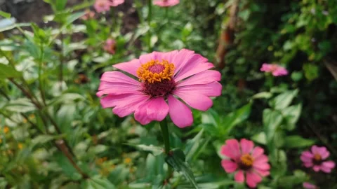 Zinnia Flower Bloom Close Up Stock Footage 331968852