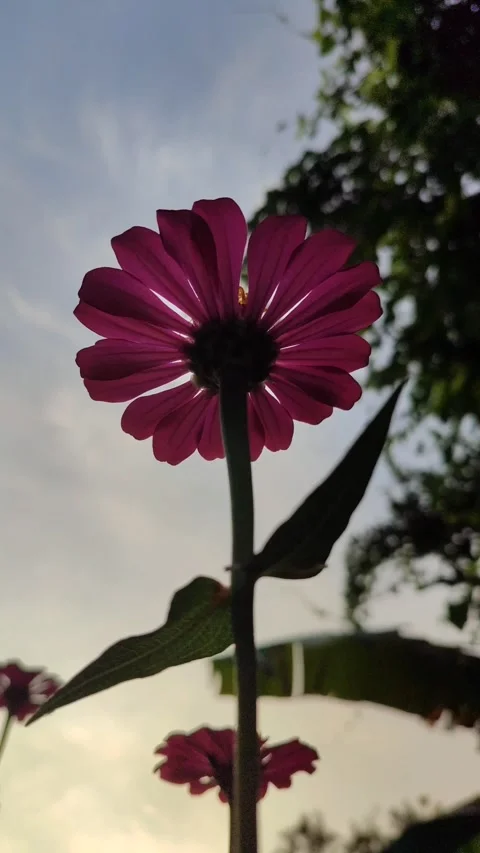 Zinnia Flower Bloom Close Up Stock Footage 331968898