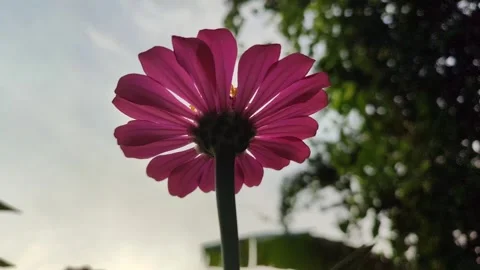 Zinnia Flower Bloom Close Up Stock Footage 331968900