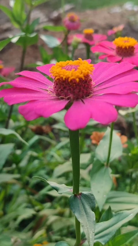 Zinnia Flower Bloom Close Up Video stock 331968906