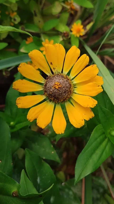 Zinnia Flower Bloom Close Up Stock Footage 331968913