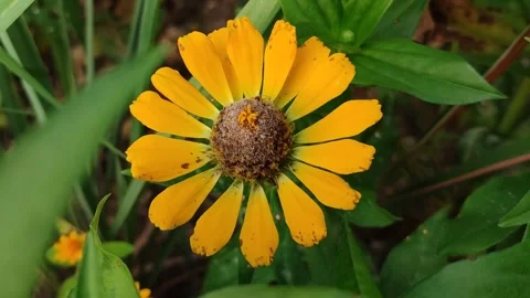 Zinnia Flower Bloom Close Up Stock Footage 331968922