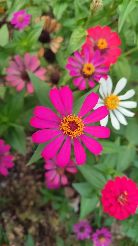 Zinnia Flower Bloom Close Up Video stock 331968929
