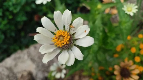 Zinnia Flower Bloom Close Up Stock Footage 331968938