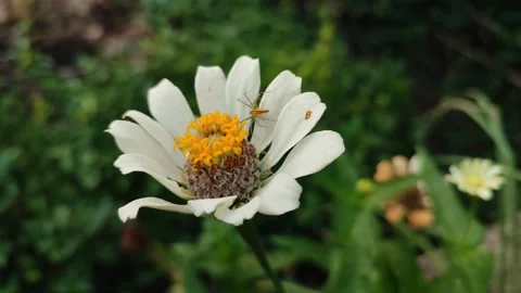 Zinnia Flower Bloom Close Up Stock Footage 331968945