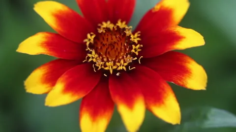 Zinnia flower in bloom Vídeo Stock 135084655