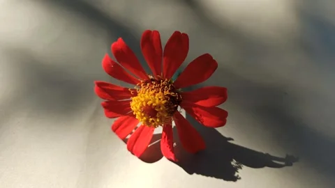 Zinnia Flower in Bloom Video stock 310471715
