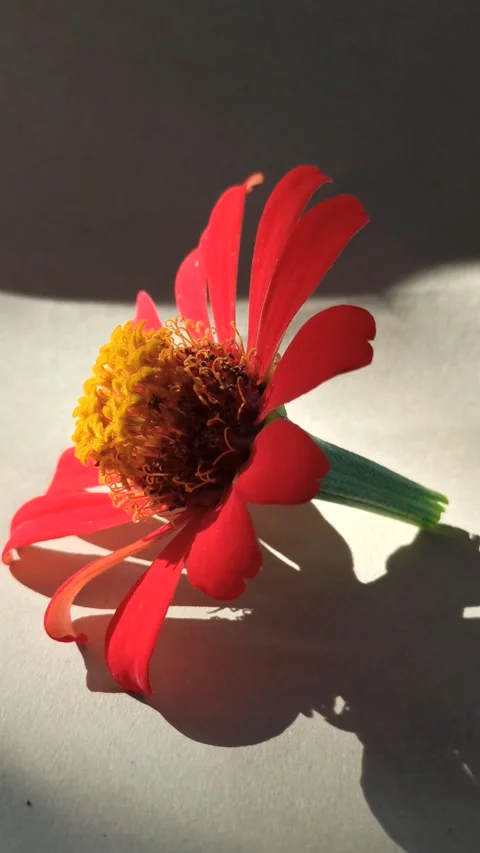 Zinnia Flower in Bloom Stockbeeldmateriaal 310471821