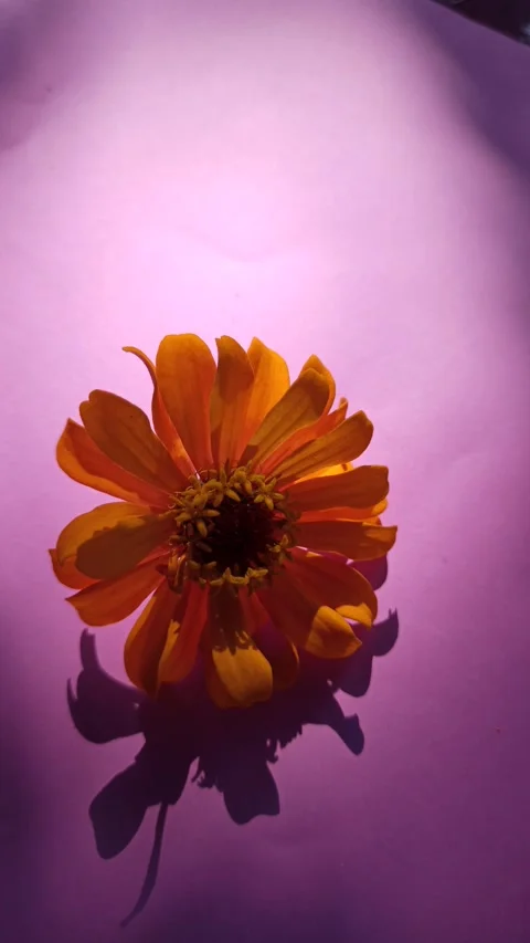 Zinnia Flower in Bloom Stock Footage 310471921