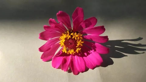 Zinnia Flower in Bloom Vídeo Stock 310471975