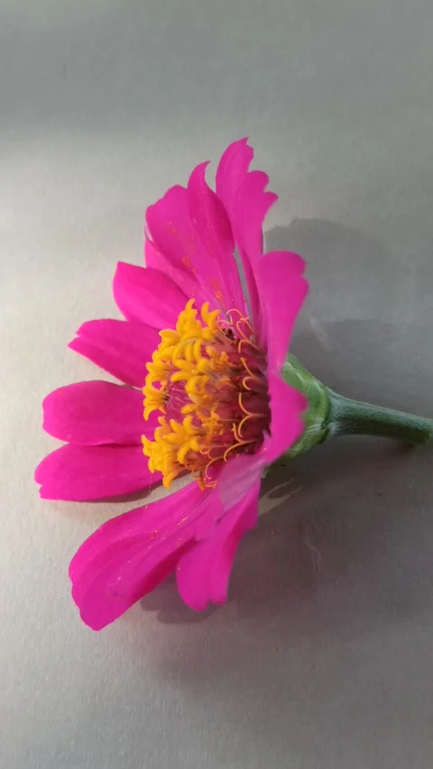 Zinnia Flower in Bloom Video stock 310472051