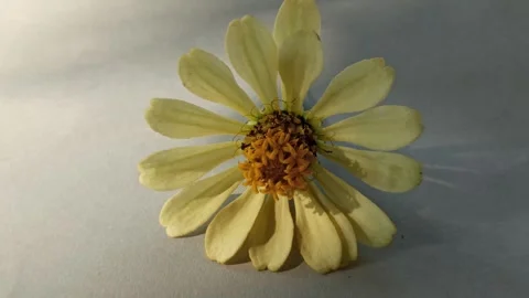 Zinnia Flower in Bloom Stockbeeldmateriaal 310472133