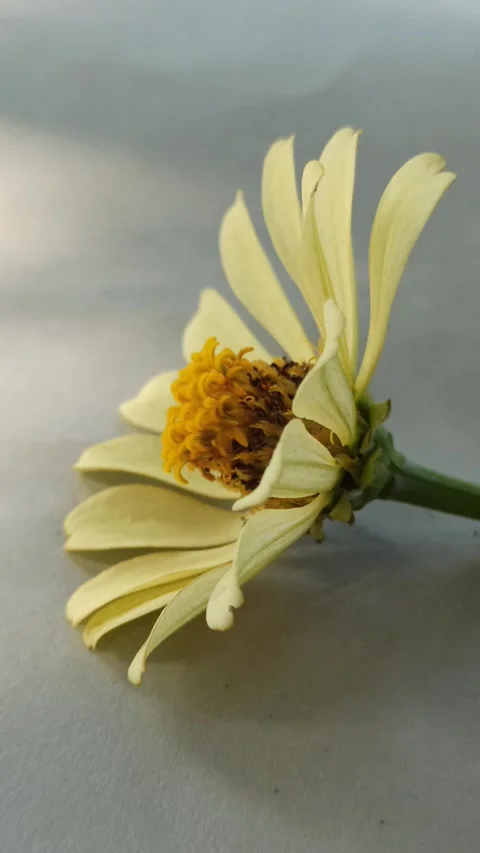 Zinnia Flower in Bloom Stock Footage 310472136