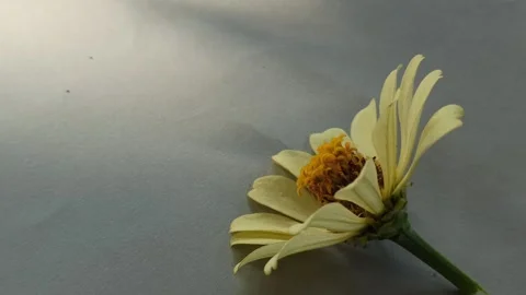 Zinnia Flower in Bloom Video stock 310472150