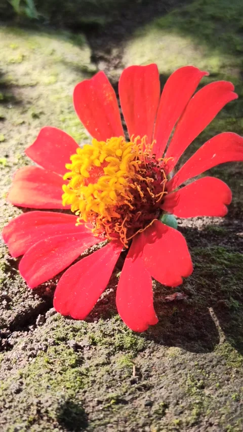 Zinnia Flower in Bloom Stock Footage 310472222