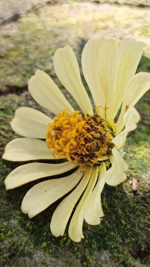 Zinnia Flower in Bloom Stockbeeldmateriaal 310472337