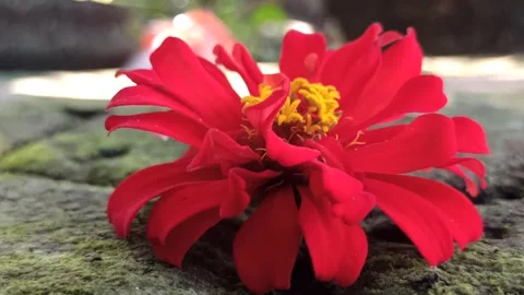 Zinnia Flower in Bloom Vídeo Stock 310472412