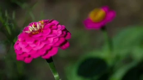 Zinnia Flower. Close Up. 스톡 동영상 49700973