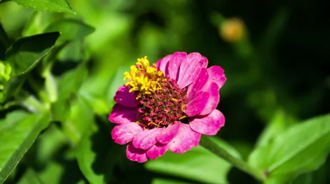 Zinnia Flower. Close Up. 스톡 동영상 49701144