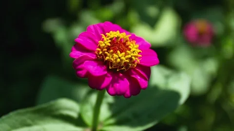 Zinnia Flower. Close Up. Stockbeeldmateriaal 49701820
