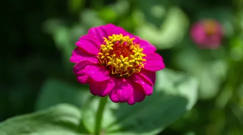 Zinnia Flower. Close Up. 스톡 동영상 49701978