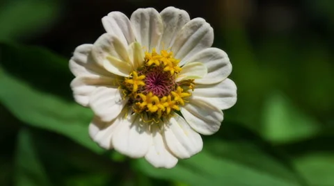 Zinnia Flower. Close Up. Stockbeeldmateriaal 49704797