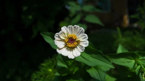 Zinnia Flower. Close Up. Video stock 49704880