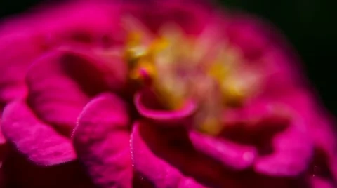 Zinnia Flower. Close Up. Macro. Stockbeeldmateriaal 49700881
